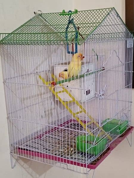 breeder pair 2