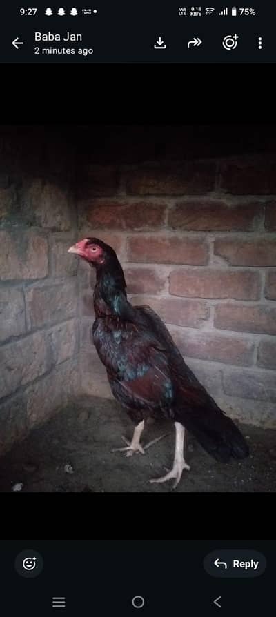 Breeder Aseel murgi for sale