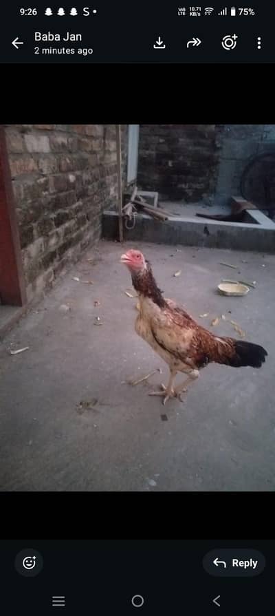 Breeder Aseel murgi for sale