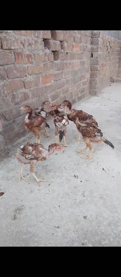 High quality home breed chicks 03255027094
