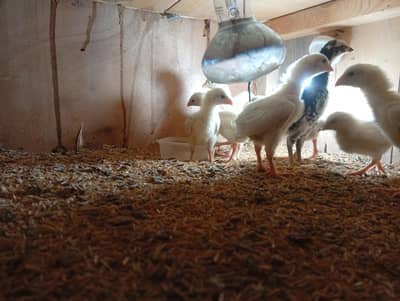 GERMAN SHAMO CHICKS, WHITE AND BALCK POLISH AVAILABLE FOR SALE