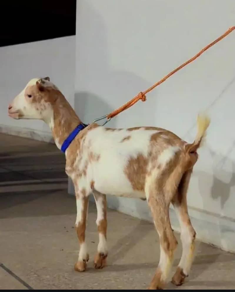 teddy bakra 1