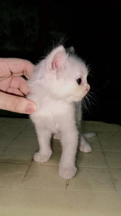 1 Month Old Persian Kitten for Sale