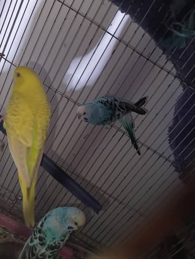 0utclass budgies