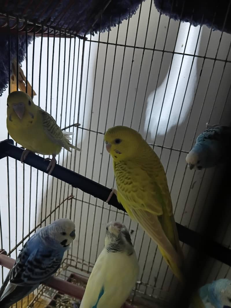 0utclass budgies 1