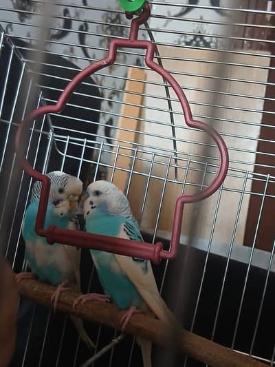 Zebra finches & Budgies for sale