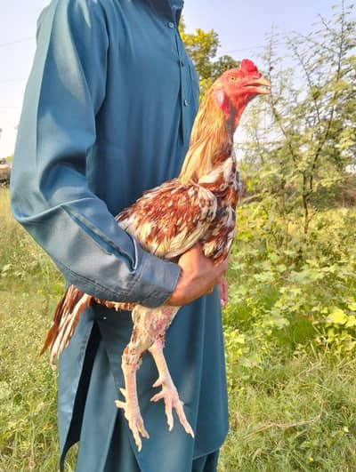 aseel pair available
