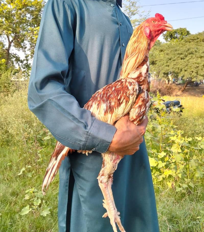 aseel pair available 1