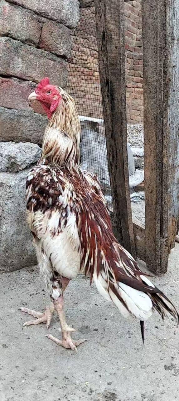 aseel pair available 4