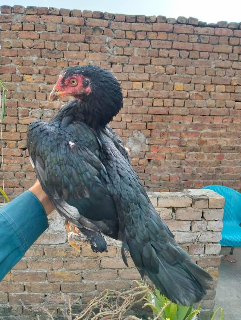 aseel pair available 5