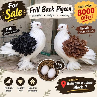 Frill back pigeon active and healthy
