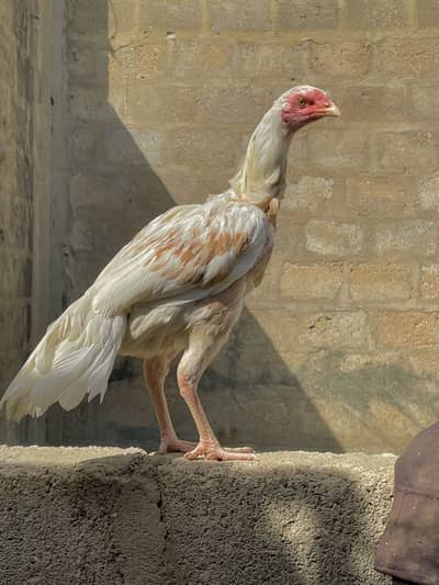 Asell hens