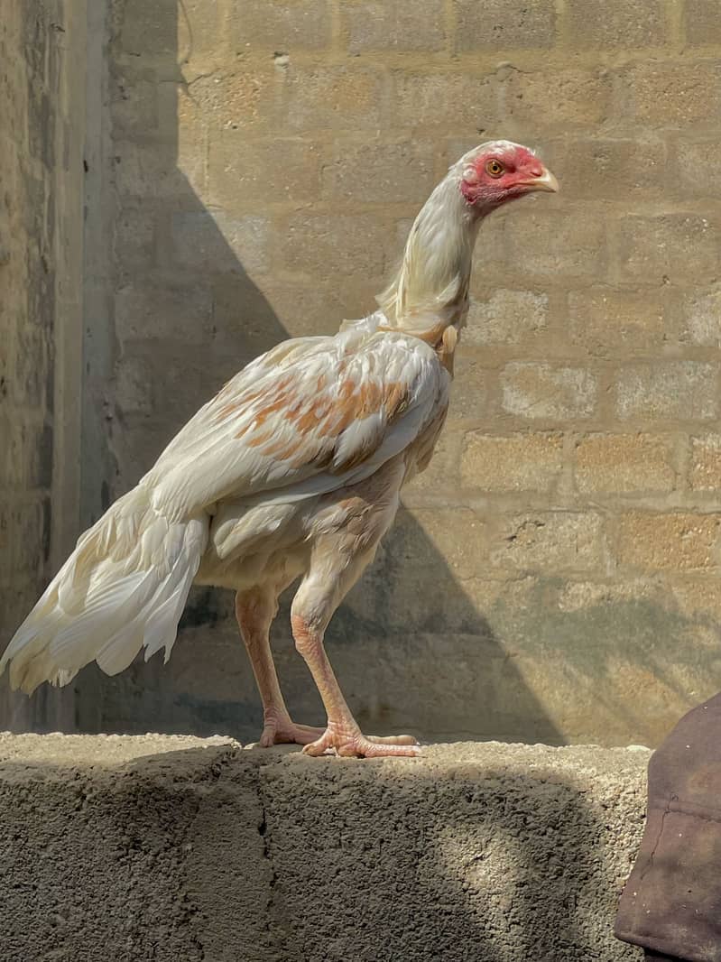 Asell hens 0
