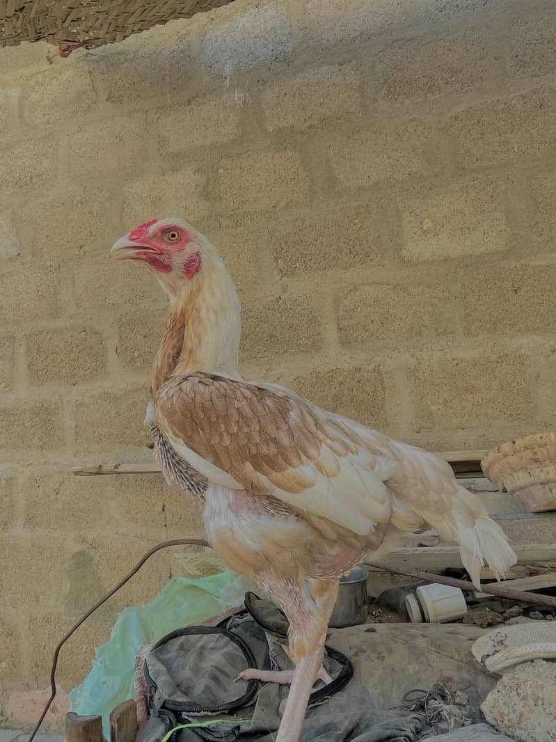 Asell hens 1