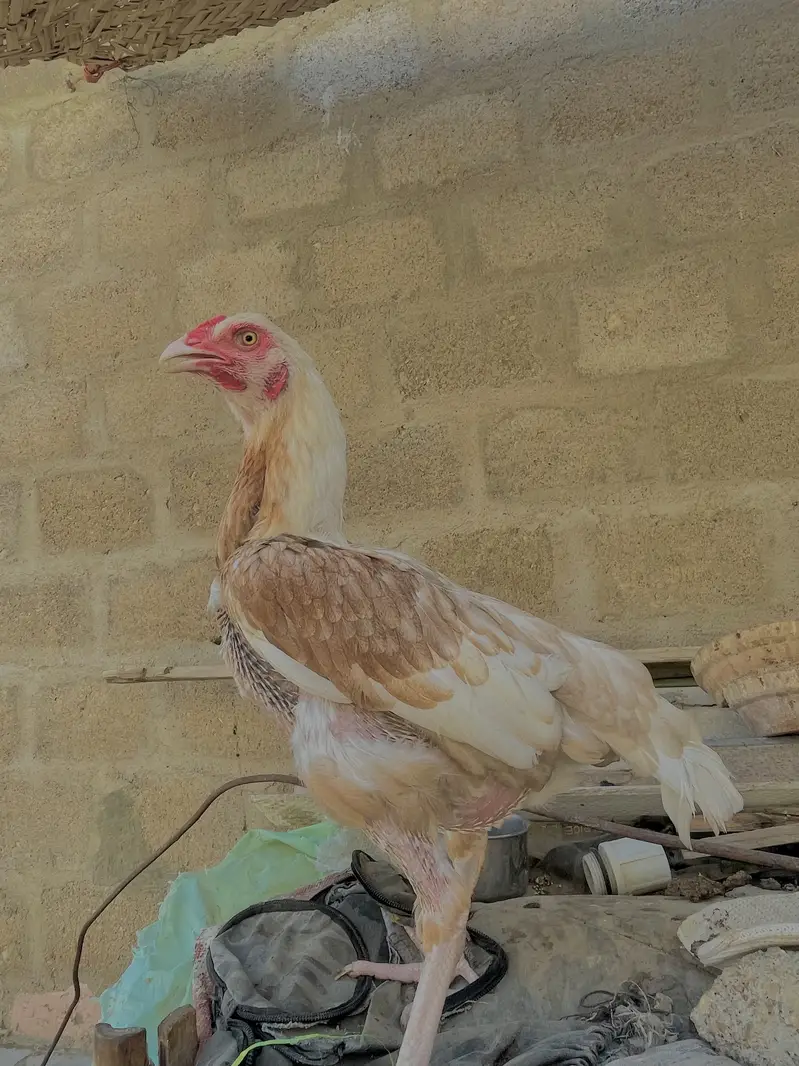 Asell hens — photo 2
