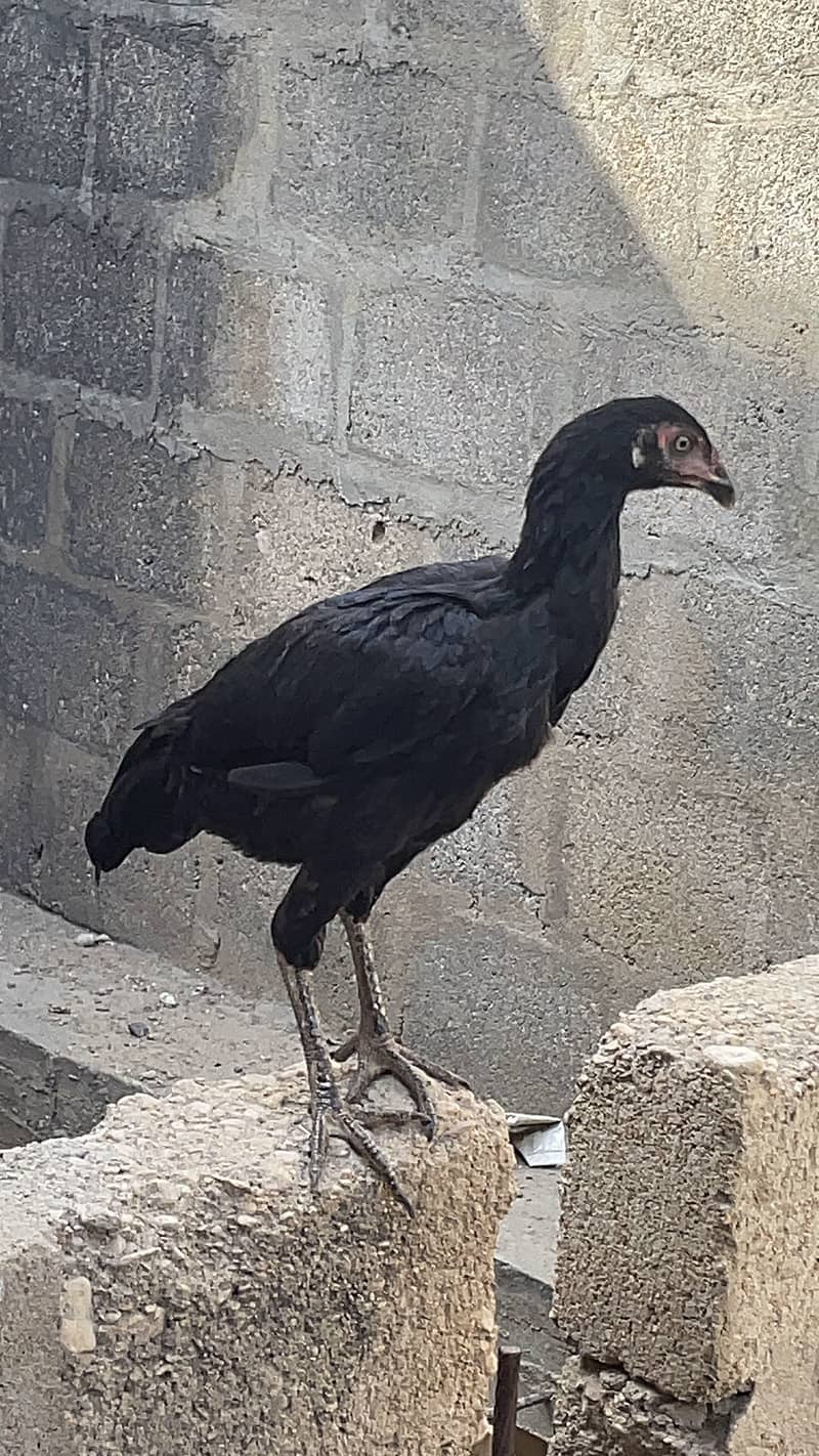 Asell hens 2