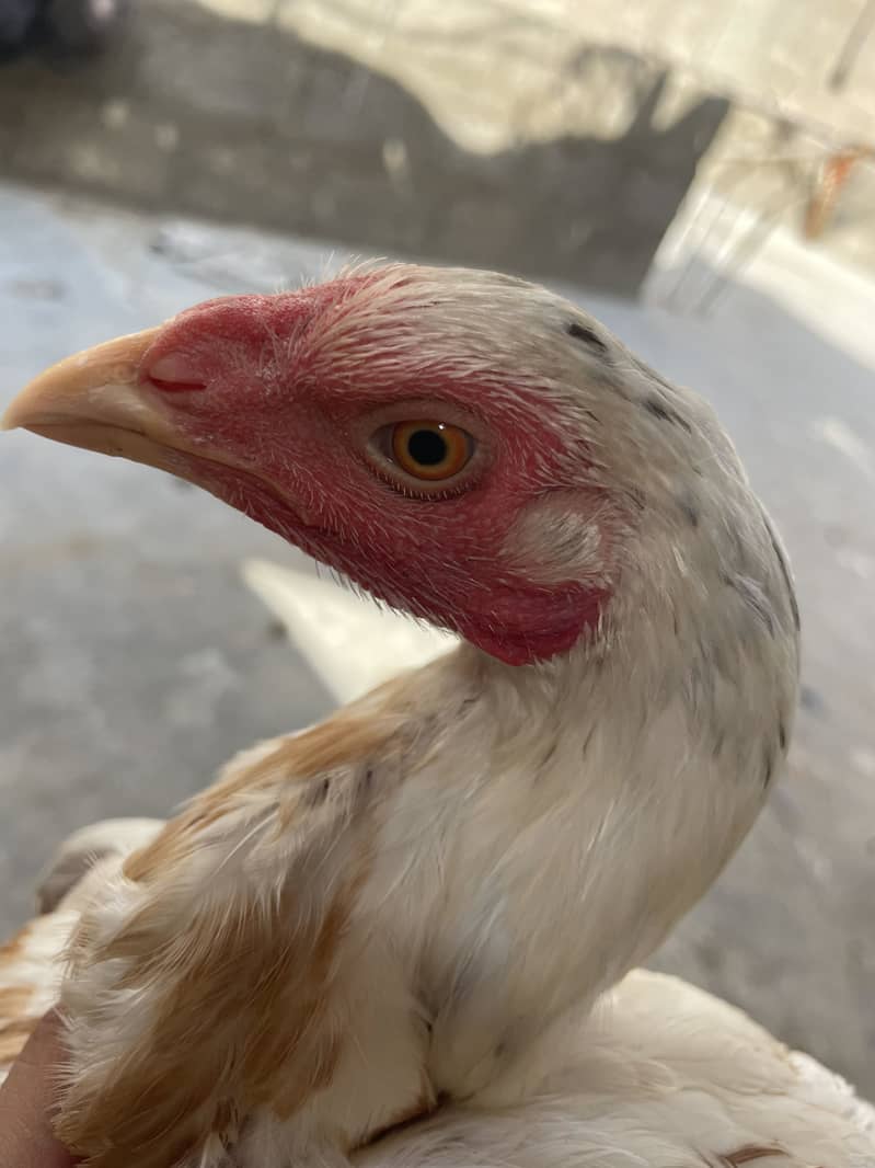 Asell hens 3