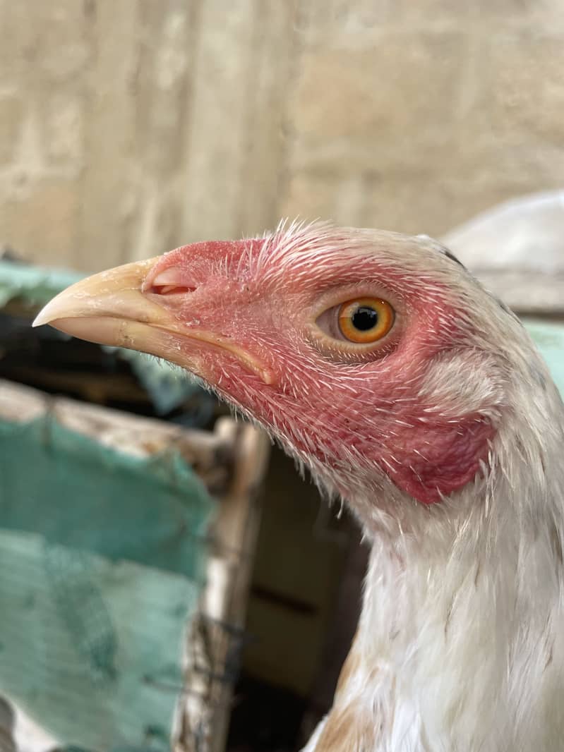 Asell hens 4