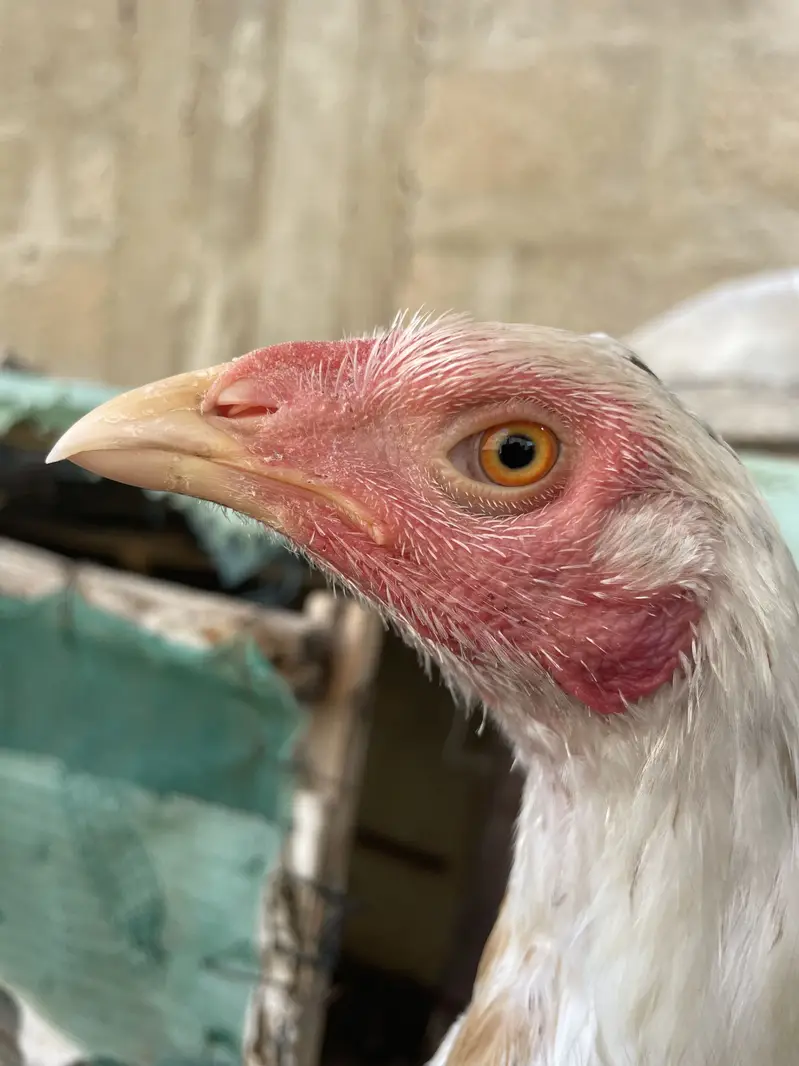 Asell hens — photo 5
