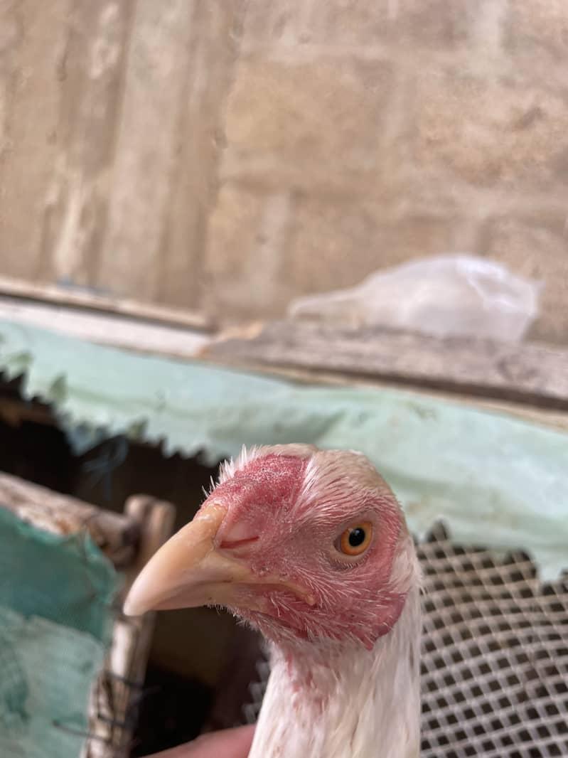 Asell hens 5