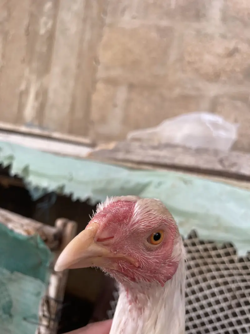 Asell hens — photo 6