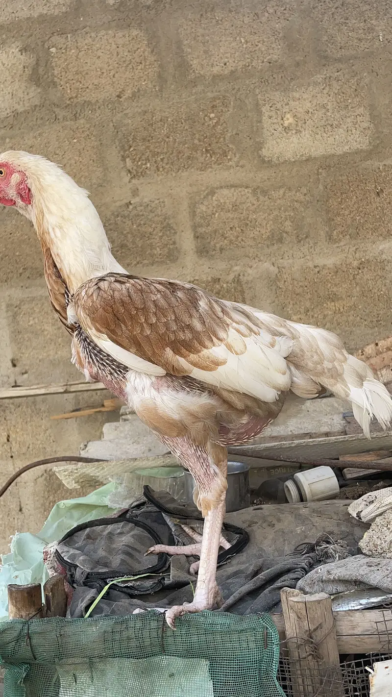 Asell hens — photo 7