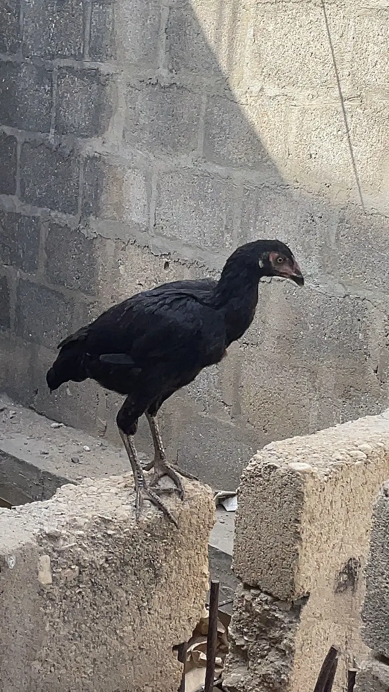 Asell hens — photo 8