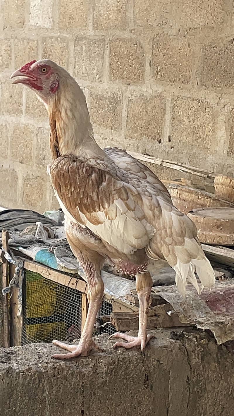 Asell hens 9