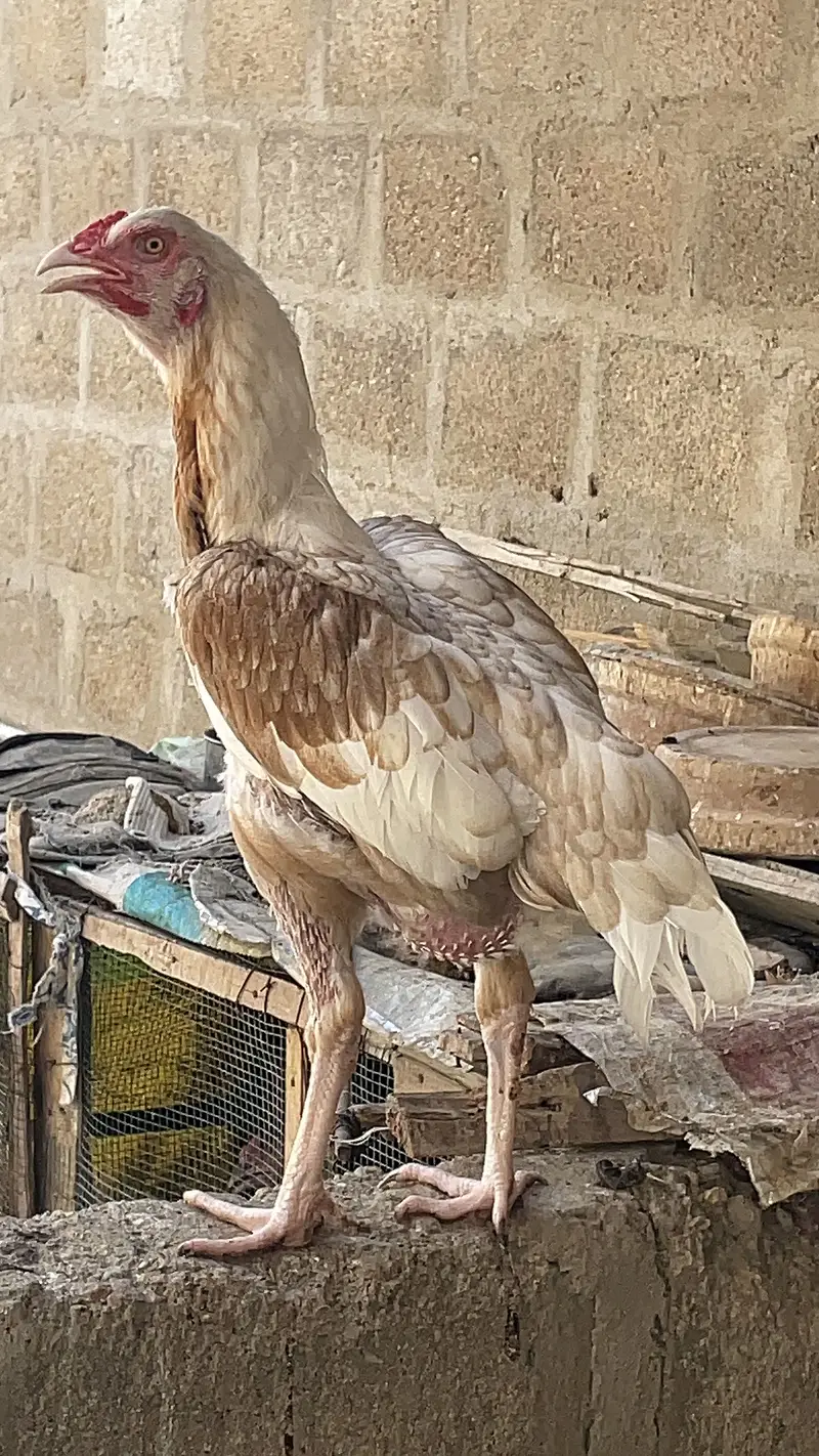 Asell hens — photo 10