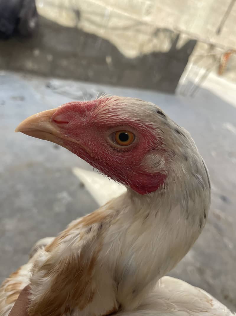 Asell hens 10