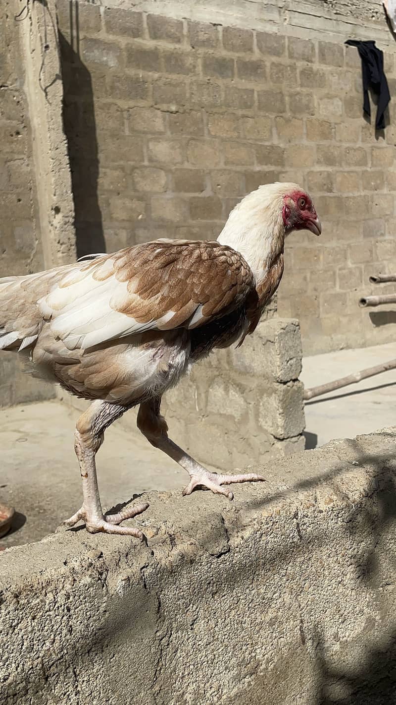 Asell hens 11
