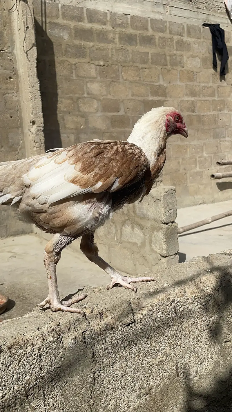 Asell hens — photo 12