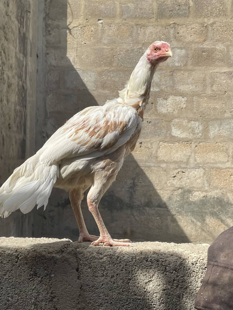 Asell hens 12