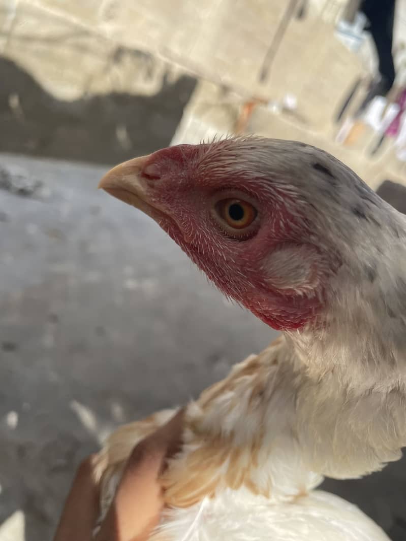 Asell hens 13