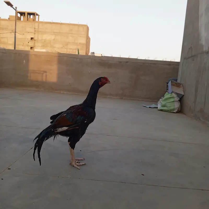 Heera & Lakha pure bloodline — photo 6