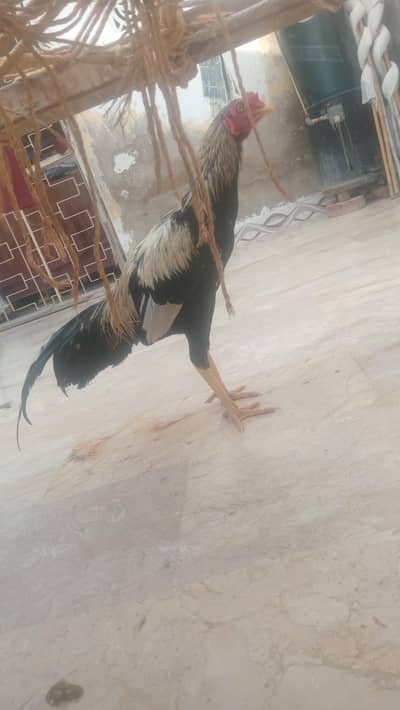 aseel murga jawa