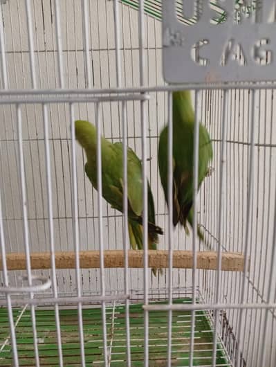 parrot for sale