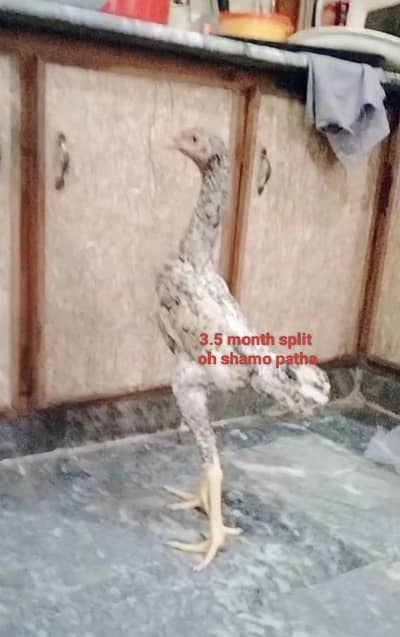 Black shamo chick and white shamo chicks | Oh shamo | shamo egg