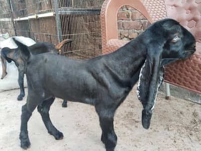 MASHALLAH Pure beetal breeder quality bacha