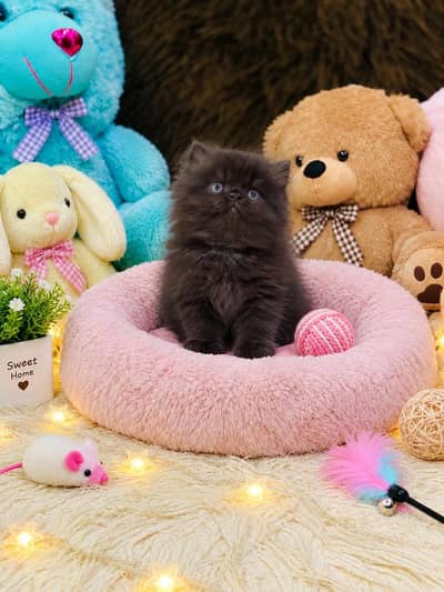 Persian Kittens | Triple Coated | Fluffy Kittens | For Sale | COD Ava