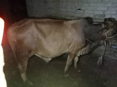 Beautiful sahiwal nasal ka bachra