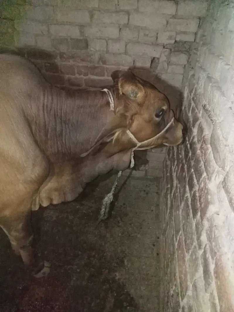 Beautiful sahiwal nasal ka bachra — photo 2