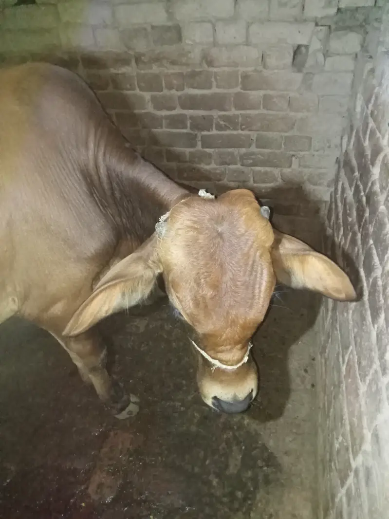 Beautiful sahiwal nasal ka bachra — photo 3
