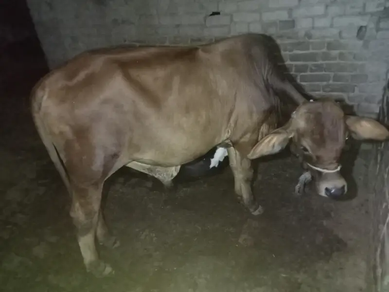 Beautiful sahiwal nasal ka bachra — photo 4