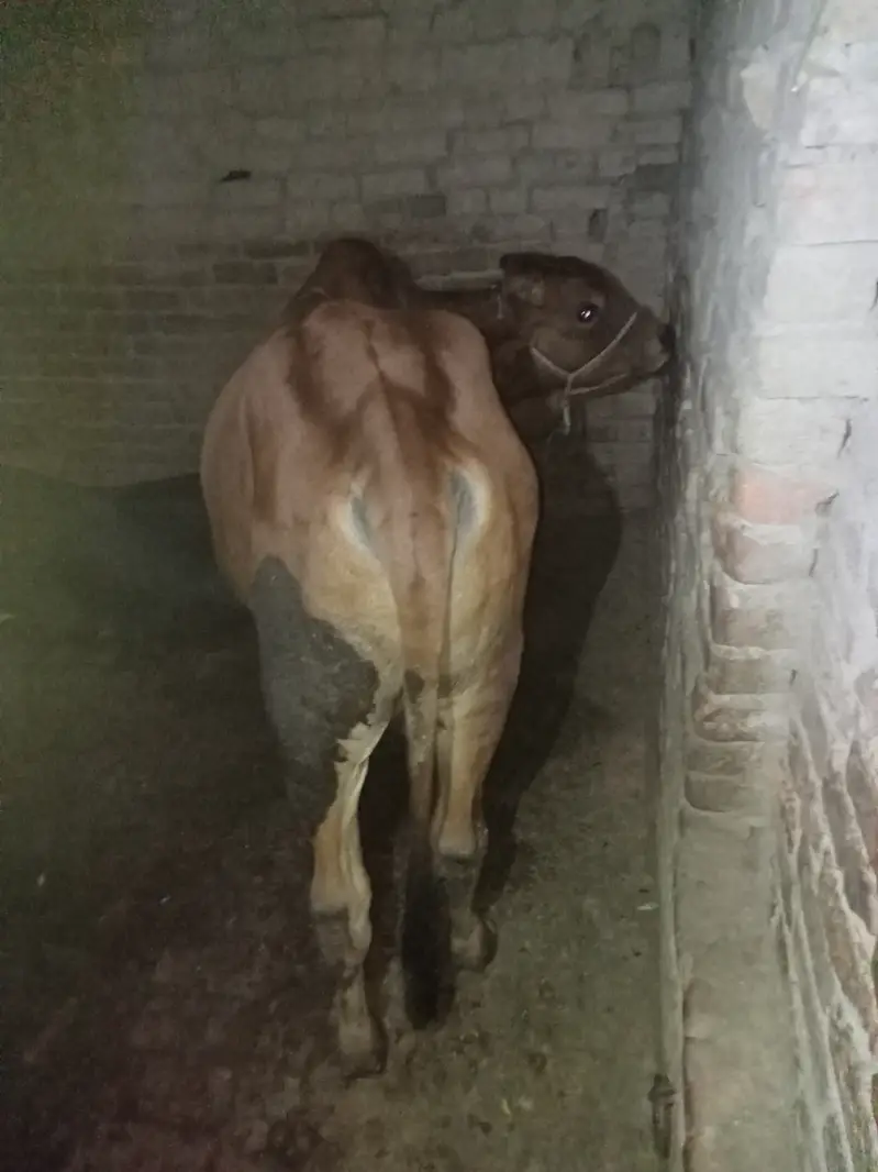 Beautiful sahiwal nasal ka bachra — photo 5