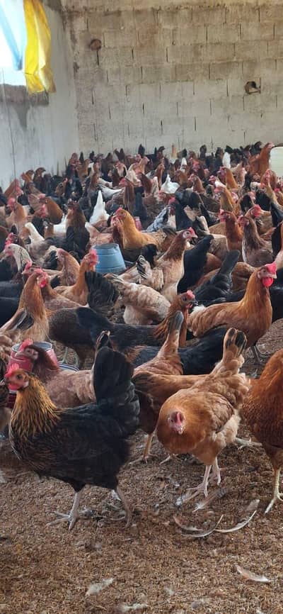 Hens | Eggs | Rosters | Golden | Misri | Australorp | Foyoumi
