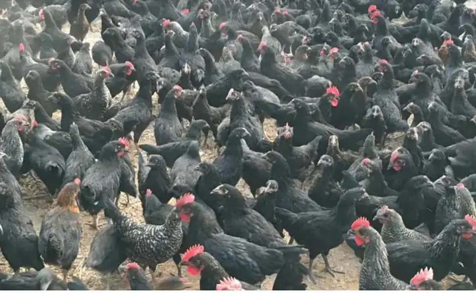 Hens | Eggs | Rosters | Golden | Misri | Australorp | Foyoumi — photo 2
