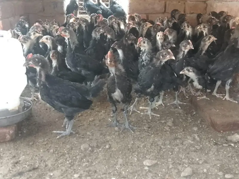 Hens | Eggs | Rosters | Golden | Misri | Australorp | Foyoumi — photo 3