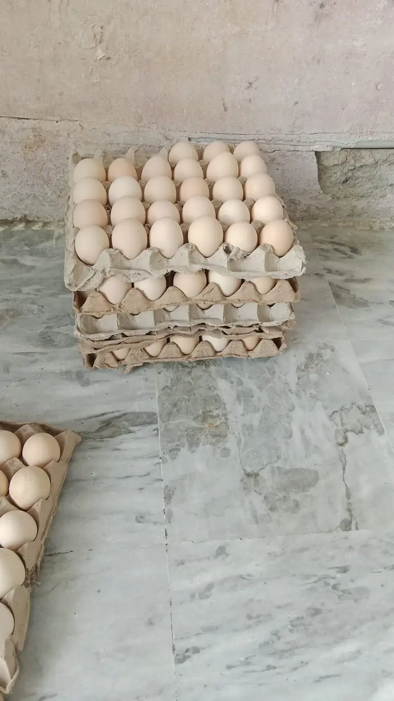 Hens | Eggs | Rosters | Golden | Misri | Australorp | Foyoumi — photo 5