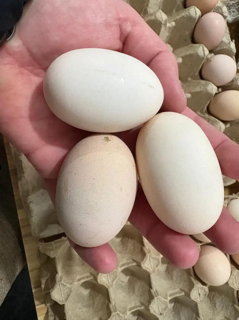 Hens | Eggs | Rosters | Golden | Misri | Australorp | Foyoumi — photo 7